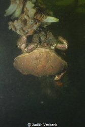 Scharendijke, wreck "De zeehond" huge crab. by Judith Verkerk 